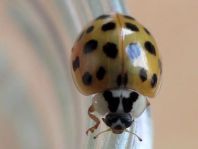 Asiatischer Marienkäfer, Harmonia axyridis