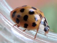 Asiatischer Marienkäfer, Harmonia axyridis