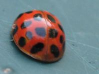 Asiatischer Marienkäfer, Harmonia axyridis