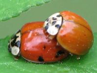 Asiatischer Marienkäfer, Harmonia axyridis