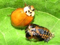 Asiatischer Marienkäfer, Harmonia axyridis