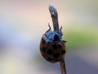 Asiatischer Marienkäfer, Harmonia axyridis