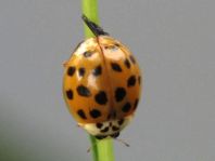 Asiatischer Marienkäfer, Harmonia axyridis