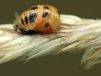 Asiatischer Marienkäfer, Harmonia axyridis