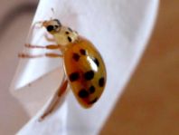 Asiatischer Marienkäfer, Harmonia axyridis