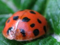 Asiatischer Marienkäfer, Harmonia axyridis