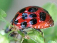 Asiatischer Marienkäfer, Harmonia axyridis