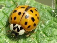 Asiatischer Marienkäfer, Harmonia axyridis