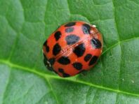 Asiatischer Marienkäfer, Harmonia axyridis
