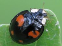 Asiatischer Marienkäfer, Harmonia axyridis