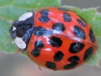 Asiatischer Marienkäfer, Harmonia axyridis