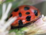 Asiatischer Marienkäfer, Harmonia axyridis