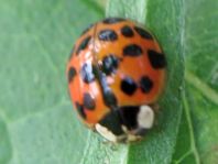Asiatischer Marienkäfer, Harmonia axyridis