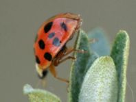 Asiatischer Marienkäfer, Harmonia axyridis