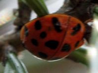 Asiatischer Marienkäfer, Harmonia axyridis