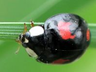 Asiatischer Marienkäfer, Harmonia axyridis