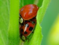 Asiatischer Marienkäfer, Harmonia axyridis