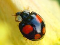Asiatischer Marienkäfer, Harmonia axyridis