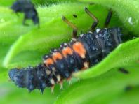 Asiatischer Marienkäfer, Harmonia axyridis