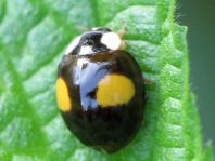 Asiatischer Marienkäfer, Harmonia axyridis