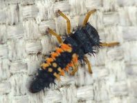 Asiatischer Marienkäfer, Harmonia axyridis