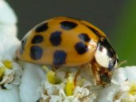 Asiatischer Marienkäfer, Harmonia axyridis