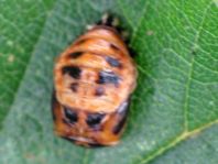 Asiatischer Marienkäfer, Harmonia axyridis