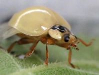 Asiatischer Marienkäfer, Harmonia axyridis