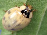 Asiatischer Marienkäfer, Harmonia axyridis