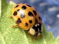 Asiatischer Marienkäfer, Harmonia axyridis