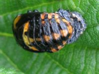 Asiatischer Marienkäfer, Harmonia axyridis