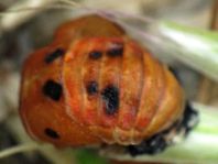 Asiatischer Marienkäfer, Harmonia axyridis