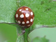 Vierzehntropfiger Marienkäfer, Calvia quatuordecimguttata