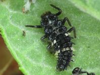 Vierzehntropfiger Marienkäfer, Calvia quatuordecimguttata