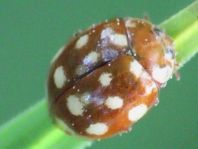 Vierzehntropfiger Marienkäfer, Calvia quatuordecimguttata