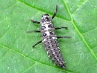 Vierzehntropfiger Marienkäfer, Calvia quatuordecimguttata