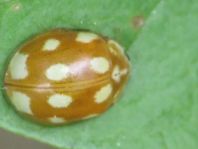 Zehnfleckiger Marienkäfer, Calvia decemguttata