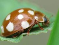 Vierzehntropfiger Marienkäfer, Calvia quatuordecimguttata