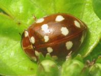 Vierzehntropfiger Marienkäfer, Calvia quatuordecimguttata