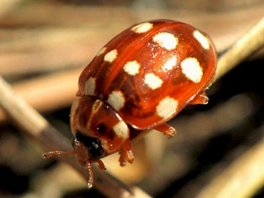 Vierzehntropfiger Marienkäfer, Calvia quatuordecimguttata, Larve