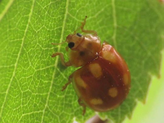 Zehnfleckiger Marienkäfer, Calvia decemguttata