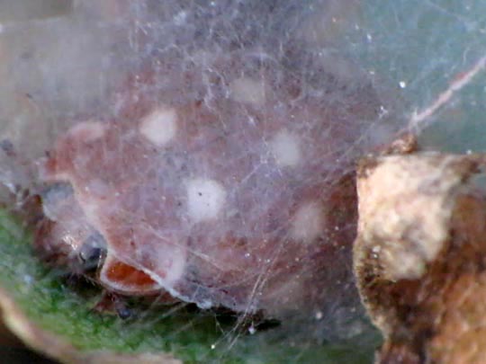 Vierzehntropfiger Marienkäfer, Calvia quatuordecimguttata