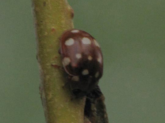 Vierzehntropfiger Marienkäfer, Calvia quatuordecimguttata