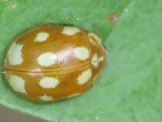 Zehnfleckiger Marienkäfer, Calvia decemguttata