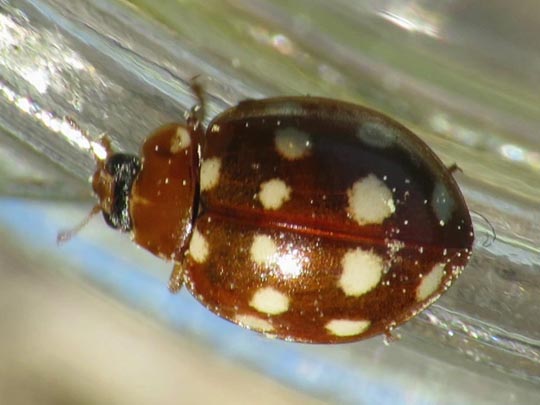 Vierzehntropfiger Marienkäfer, Calvia quatuordecimguttata