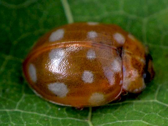 Vierzehntropfiger Marienkäfer, Calvia quatuordecimguttata