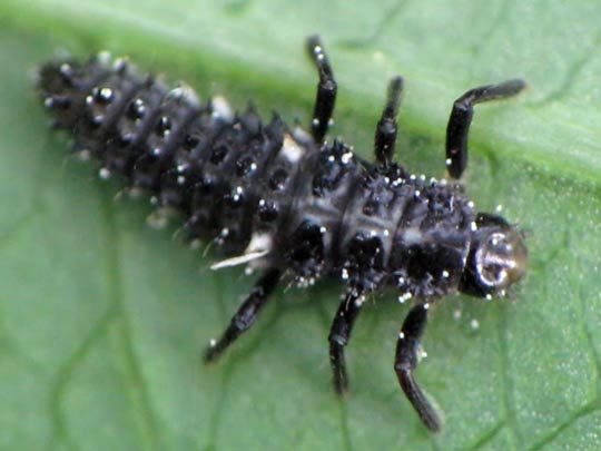 Vierzehntropfiger Marienkäfer, Calvia quatuordecimguttata