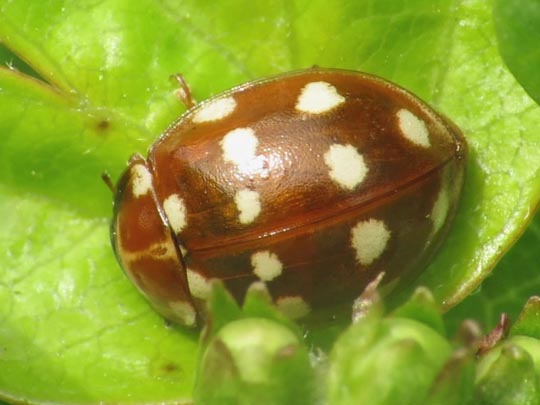 Vierzehntropfiger Marienkäfer, Calvia quatuordecimguttata