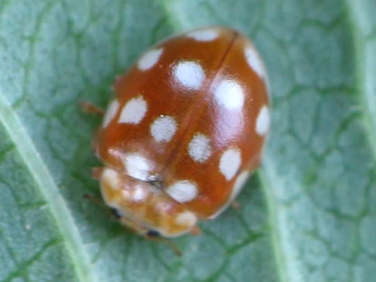 Vierzehntropfiger Marienkäfer, Calvia quatuordecimguttata