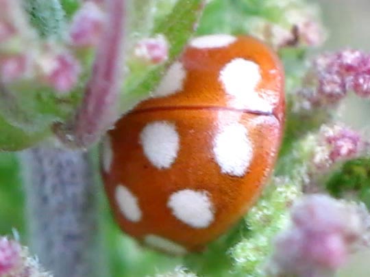 Vierzehntropfiger Marienkäfer, Calvia quatuordecimguttata